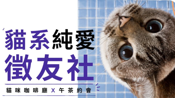 🐱貓系純愛徵友社